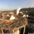 08_25-nest.jpg
