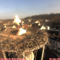 08_30-nest.jpg