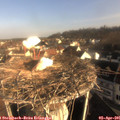 08_35-nest.jpg