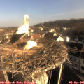 08_40-nest.jpg