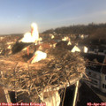 08_45-nest.jpg