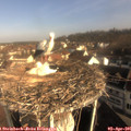09_00-nest.jpg