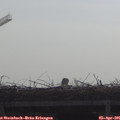 09_50-mast.jpg