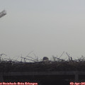 09_55-mast.jpg