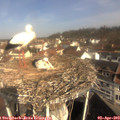 10_15-nest.jpg