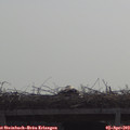 10_40-mast.jpg