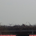 10_50-mast.jpg