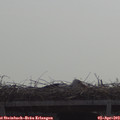 10_55-mast.jpg