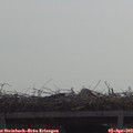 11_00-mast.jpg