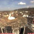 11_05-nest.jpg