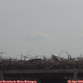 11_10-mast.jpg
