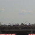 11_15-mast.jpg