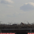 11_20-mast.jpg