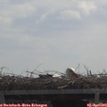 11_40-mast.jpg