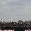 11_45-mast.jpg