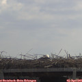 11_50-mast.jpg