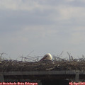11_55-mast.jpg