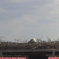 12_00-mast.jpg