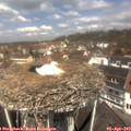 12_00-nest.jpg