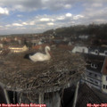 12_05-nest.jpg