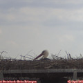 12_10-mast.jpg