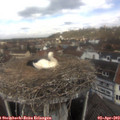 12_10-nest.jpg