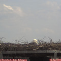 12_30-mast.jpg