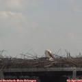 12_40-mast.jpg