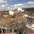 13_00-nest.jpg