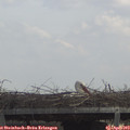 13_15-mast.jpg