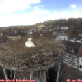 13_15-nest.jpg