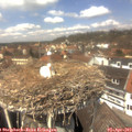 13_20-nest.jpg