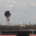 13_25-mast.jpg