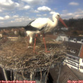 13_30-nest.jpg