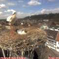 13_40-nest.jpg