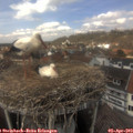13_50-nest.jpg