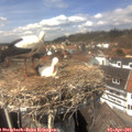 14_00-nest.jpg