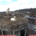 14_10-nest.jpg