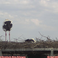 14_15-mast.jpg
