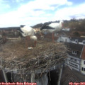 14_15-nest.jpg