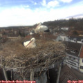 14_20-nest.jpg
