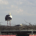 14_25-mast.jpg
