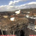 14_25-nest.jpg