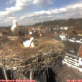 14_30-nest.jpg