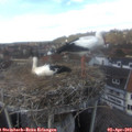14_45-nest.jpg