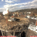 14_50-nest.jpg