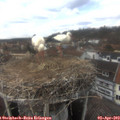 15_20-nest.jpg
