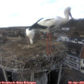 15_25-nest.jpg