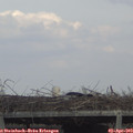 15_35-mast.jpg