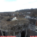 15_35-nest.jpg
